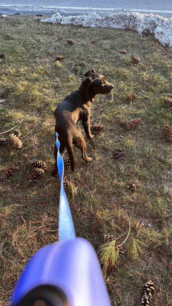 Yeti likes the snow and like adventuring around on an extended leach