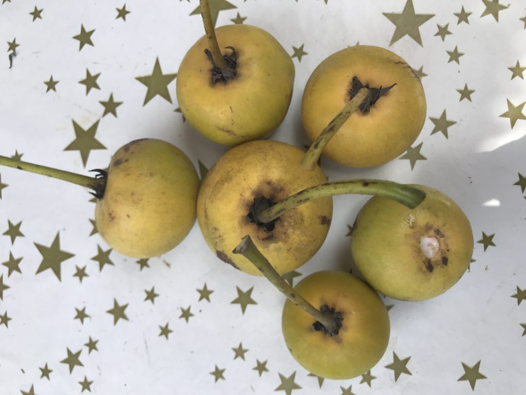 Exotic fruits on the beach near Pension Cargo